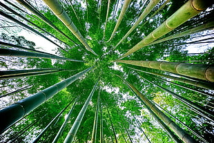 low angle photography of bamboo trees