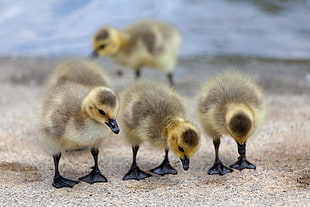 four gray-and-yellow ducklings standing on brown sand