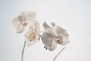White Moth Orchid HD wallpaper