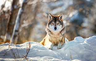 wolf lying on snow field