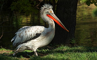 photo showing white and gray Pelican