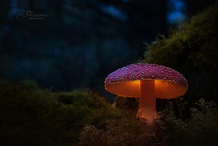 brown mushroom, photography, mushroom HD wallpaper