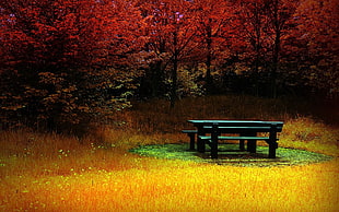 brown wooden picnic table and chairs surrounded by maple trees