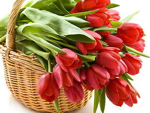 bouquet of red petaled flowers in basket