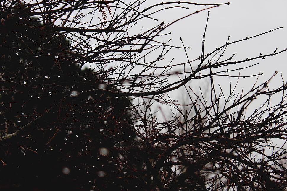 brown tree branches, Branches, Drops, Bush HD wallpaper