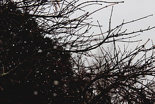 brown tree branches, Branches, Drops, Bush