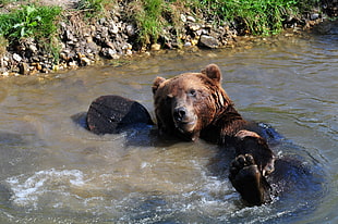 brown bear, nature, bears, animals