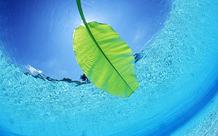 green leaf on body of water