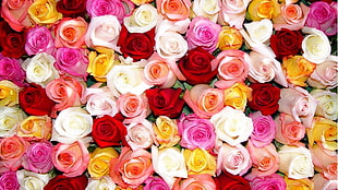 assorted-color rose lot, rose, colorful, flowers, plants HD wallpaper