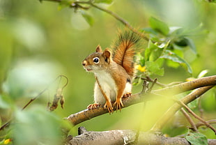 macro photography of brown squirrel on tree branch