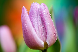 close up photo pink tulip flower HD wallpaper
