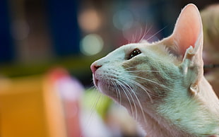 selective photograph of orange tabby cat HD wallpaper