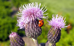 Focus Photography of Lady Bug on purple flowers HD wallpaper