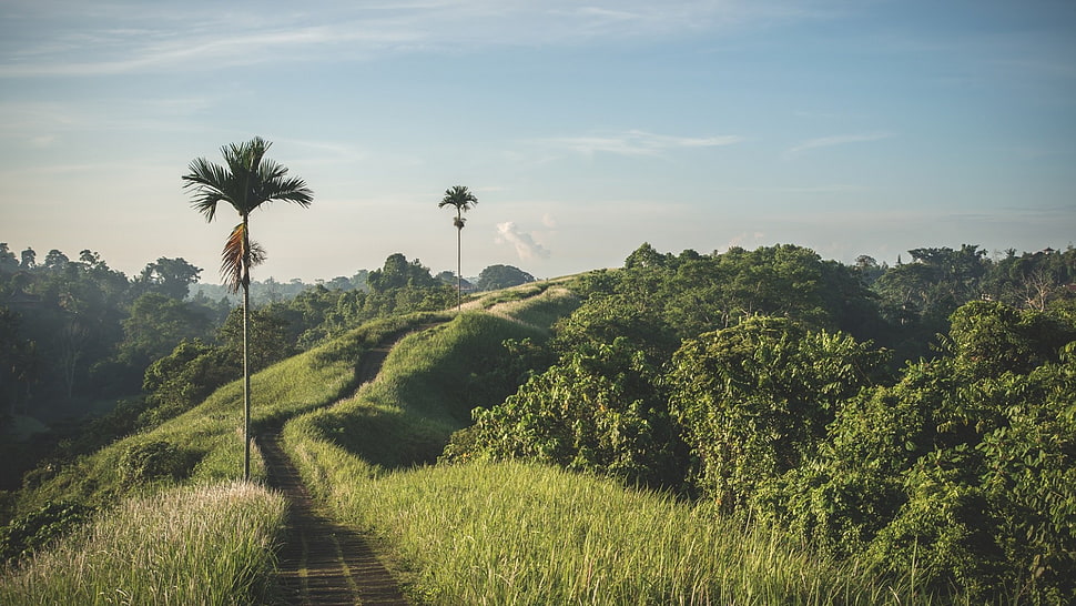 green trees, palm trees, trees, road, clear sky HD wallpaper