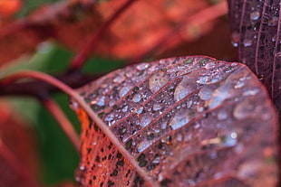 macro photography of leaf with water droplets