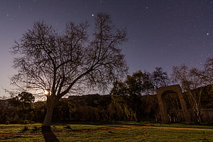 brown bare tree, Corsica, nature, night, Moon