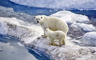 two polar bears on ice filled area near body of water