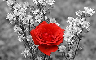 selective color photography of red Rose and baby's breath flowers