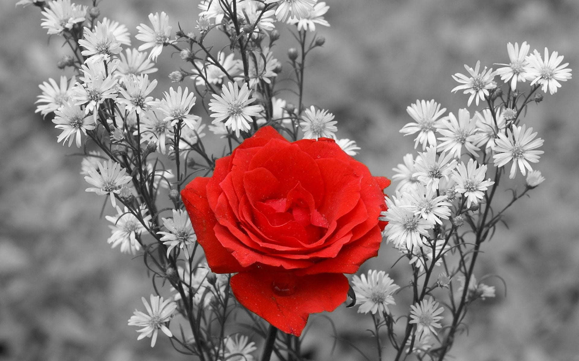 selective color photography of red Rose and baby's breath flowers