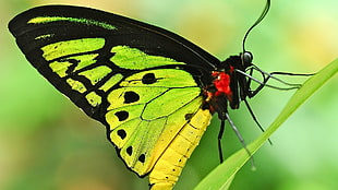 green, black, and yellow butterfly, butterfly, insect, animals, nature HD wallpaper
