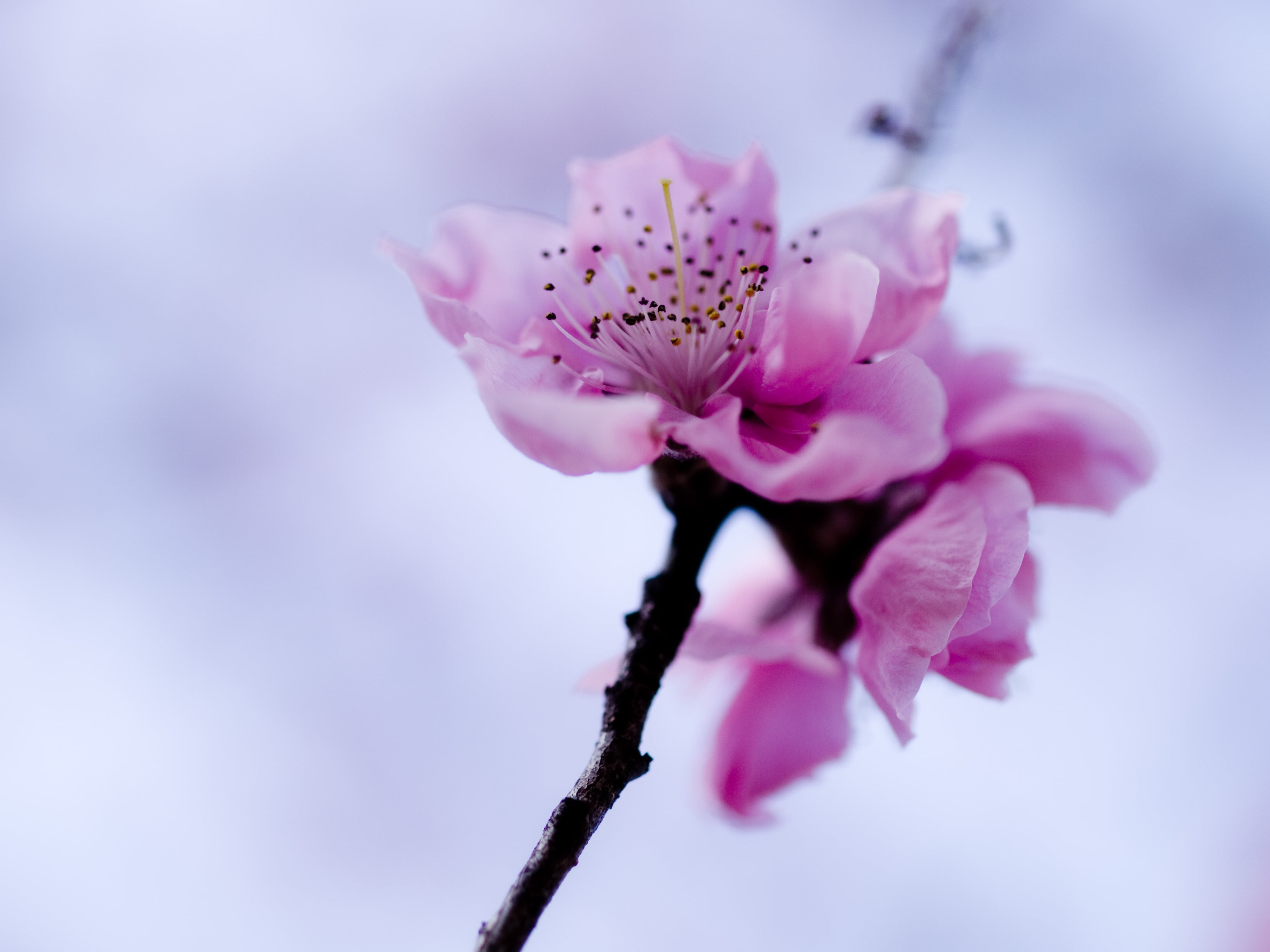 selective color of pink flower