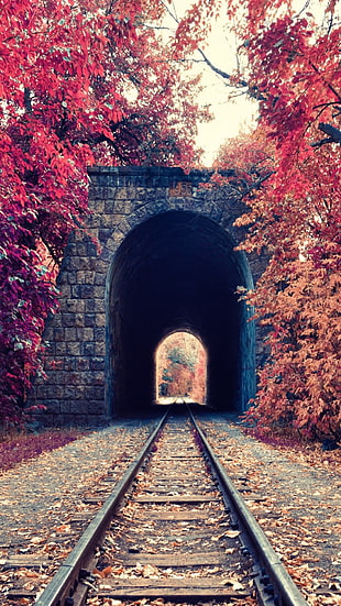 empty train tunnel beside red treews HD wallpaper