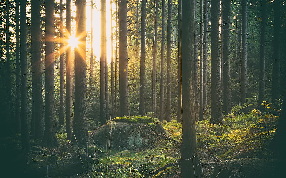 tall trees, forest, trees, sunlight, Sun HD wallpaper