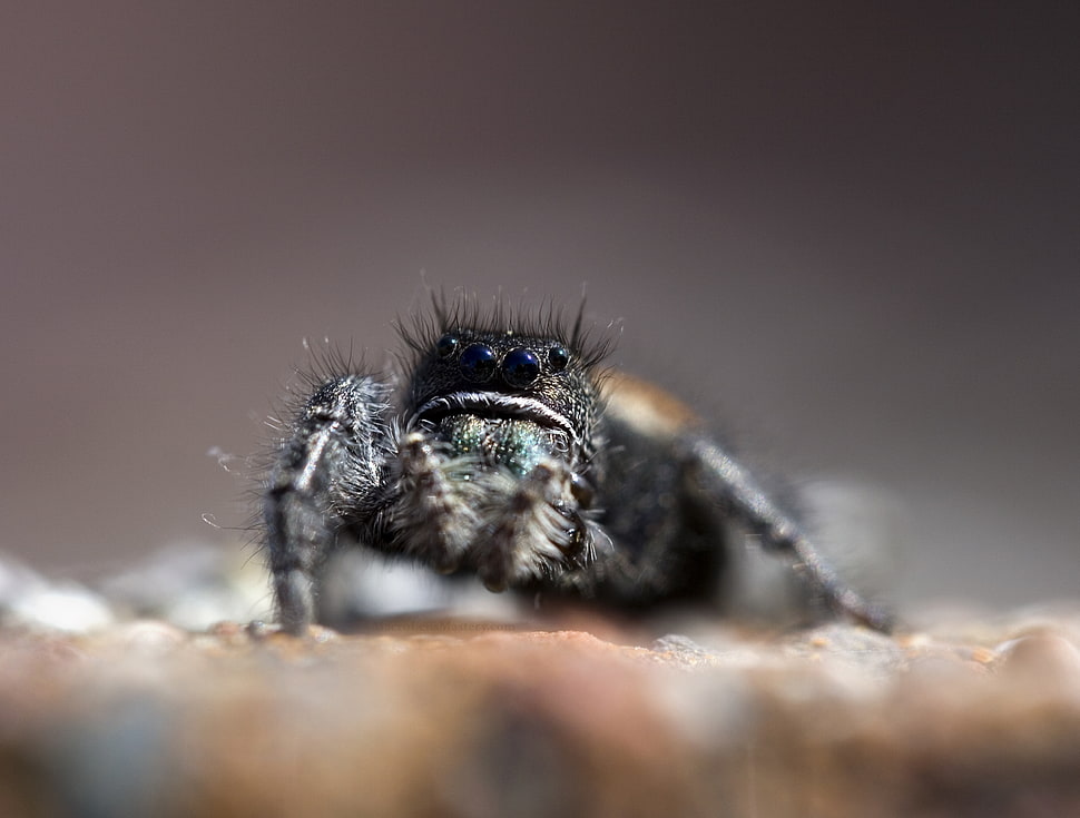 macro photography of black jumping spider HD wallpaper