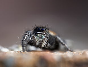 macro photography of black jumping spider HD wallpaper
