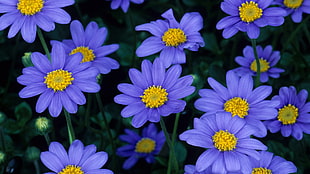 close-up photography of purple petaled flower