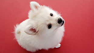 white pomeranian puppy HD wallpaper