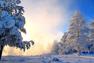 trees covered with snows, winter, snow, nature, trees