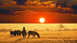 several zebra eating grass and sunset collage