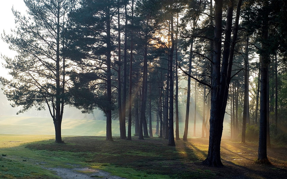 green leafed tree lot, landscape, nature, sunset, trees HD wallpaper