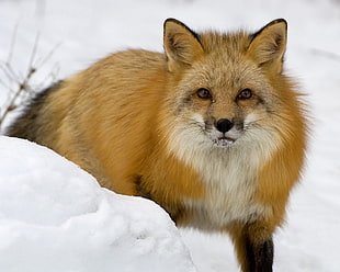 fox during daytime HD wallpaper