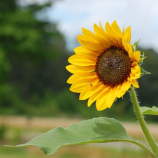 closeup photograph of yellow Sunflower flower during daytime