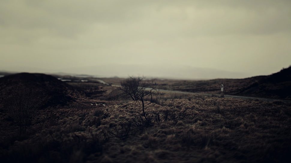 withered tree, road, grass, calm, filter HD wallpaper