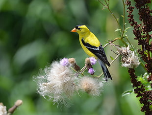 wildlife photography of yellow short beak brid