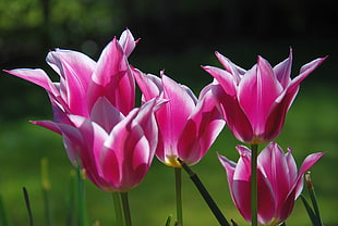 Tulips, Blush, untitled, Flowers HD wallpaper