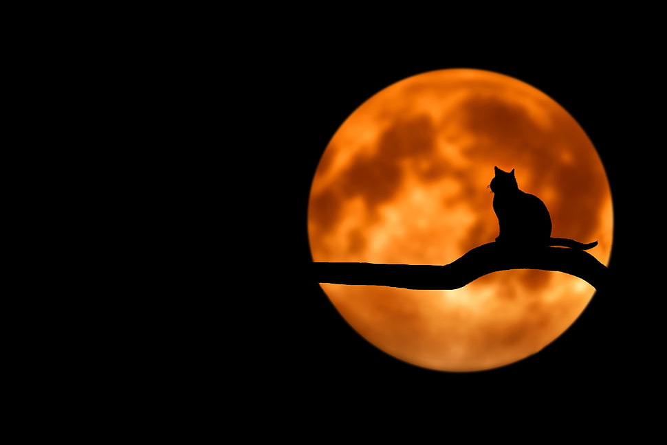 silhouette of cat on tree trunk at night HD wallpaper