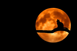 silhouette of cat on tree trunk at night HD wallpaper