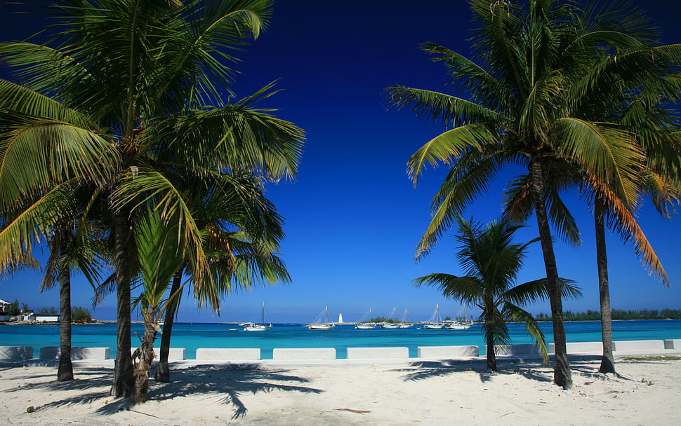 green palm tree on white sand during daytime HD wallpaper