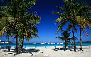 green palm tree on white sand during daytime