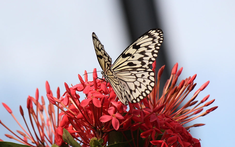 white and black butterfly and ixora plantI, butterfly, insect, flowers HD wallpaper