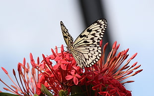 white and black butterfly and ixora plantI, butterfly, insect, flowers