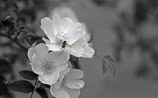 selective color photo of Hoverfly perched on flower