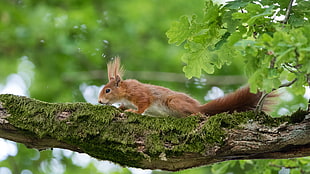 wild life photo of brown squirrel crawling on tree, red squirrel
