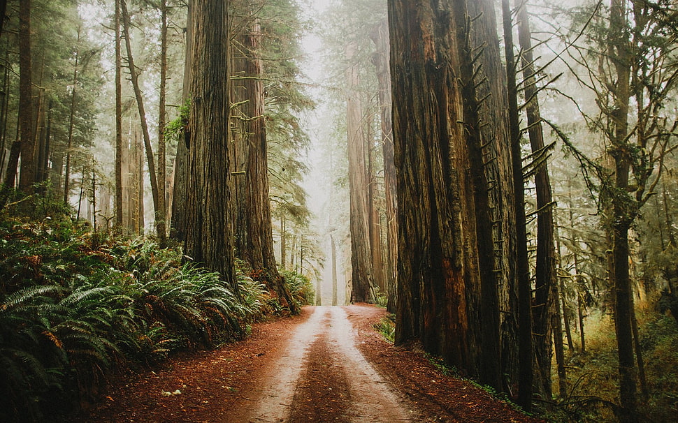 road between trees digital wallpaper, forest, nature, path HD wallpaper