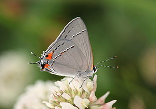 selective photography of grey and orange butterfly on white petaled flower during daytime, gray hairstreak