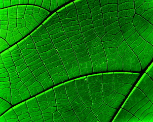 close up photography of green leaf